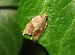 Clepsis dumicolana