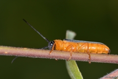 Oberea oculata