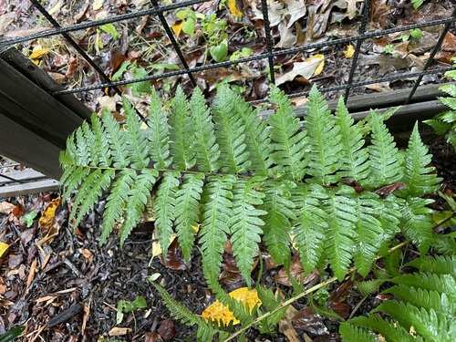 Dixie wood fern (Dryopteris ×)