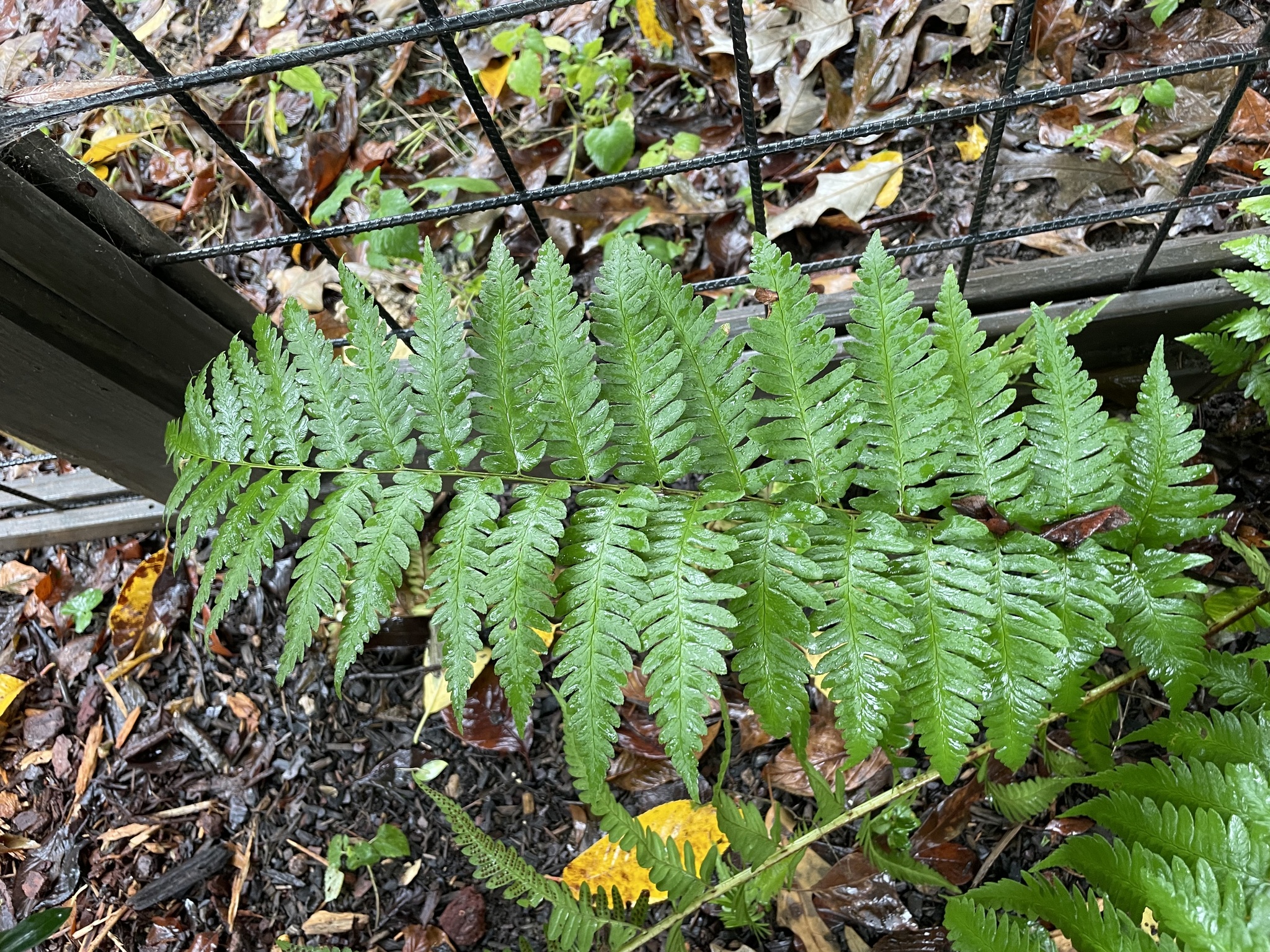 Dixie Wood Fern (Dryopteris ×)