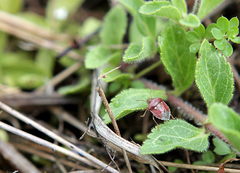 Stagonomus bipunctatus pusillus