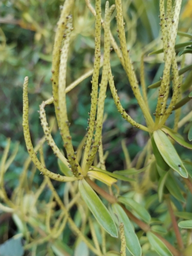 Image of Peperomia galioides by (c) Esteban Poveda, some rights reserved (CC BY)