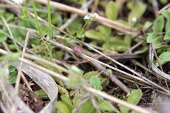 Stagonomus bipunctatus pusillus