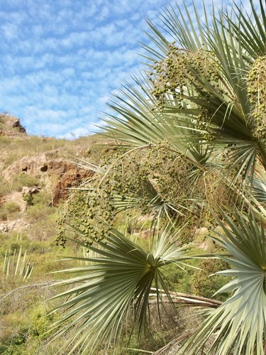 Image of Brahea brandegeei by (c) Sue Carnahan, some rights reserved (CC BY)
