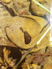 Juga plicifera