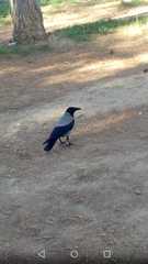 Corvus cornix