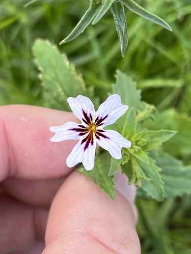 Image of Jamesbrittenia racemosa by (c) Dave U, some rights reserved (CC BY-SA)