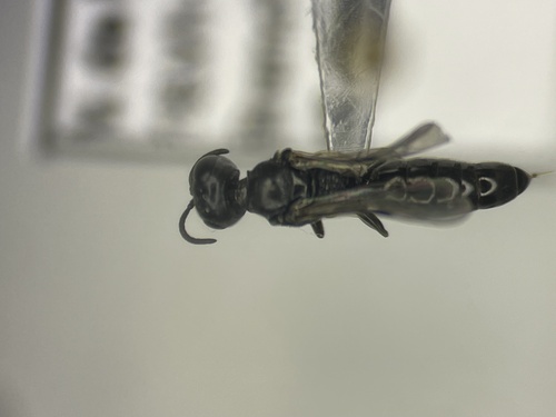 Crabronid wasp