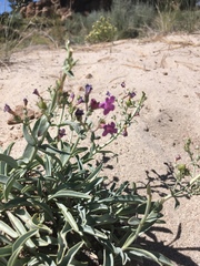Penstemon patens