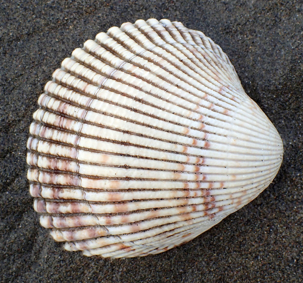 Clinocardium