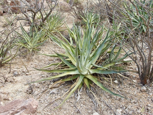 Agave chrysoglossa