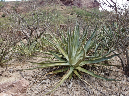 Agave chrysoglossa