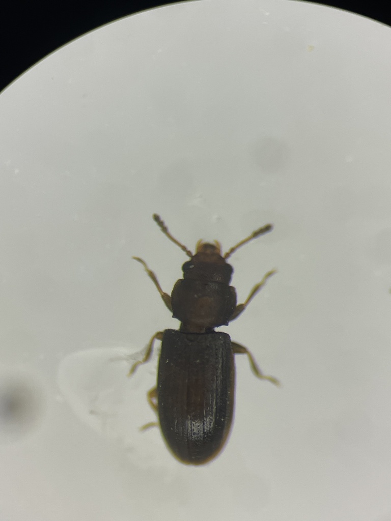 Lathropus vernalis