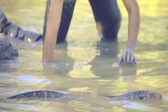 Dracaena paraguayensis