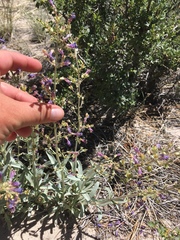 Penstemon patens
