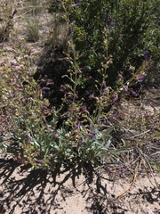 Penstemon patens