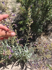 Penstemon patens