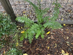 Dryopteris × australis