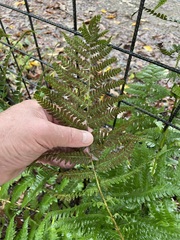 (c) lejones417, some rights reserved (CC BY-SA) Dryopteris × australis, photograph (c) lejones417, some rights reserved (CC BY-SA)