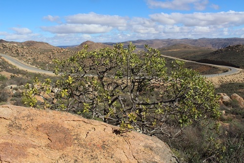 Image of Ozoroa dispar by (c) Brian du Preez, some rights reserved (CC BY-SA)