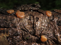 Adelphella babingtonii