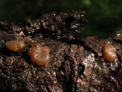 Adelphella babingtonii