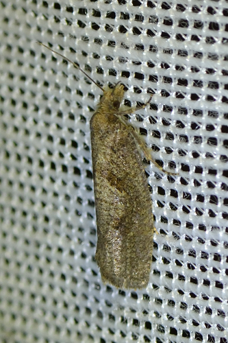 Brown Alder Bell