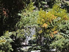 Phoradendron bolleanum