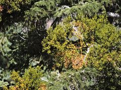 Phoradendron bolleanum