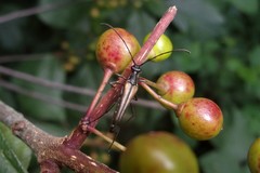Strangalia acuminata