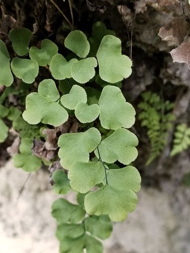 Image of Mexican Maidenhair Fern (Adiantum poiretii) by (c) Esteban Poveda, some rights reserved (CC BY)