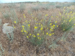 Erysimum siliculosum