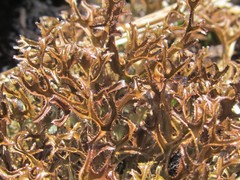 Cetraria laevigata