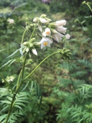 Polemonium foliosissimum