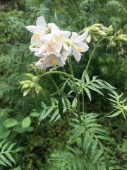 Polemonium foliosissimum