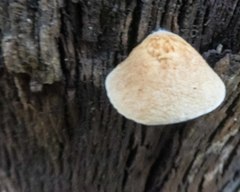 Collybia eucalyptorum