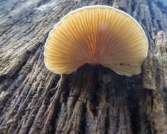 Collybia eucalyptorum