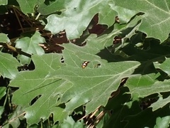 Megarhyssa nortoni