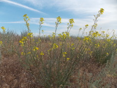 Erysimum siliculosum