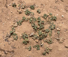 Ludwig's mallow (Malva ludwigii)