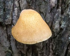 Crepidotus eucalyptorum