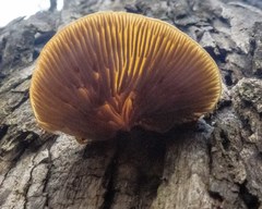 Crepidotus eucalyptorum