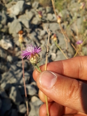 Centaurea spinosociliata