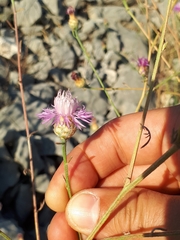 Centaurea spinosociliata