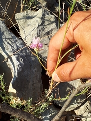 Centaurea spinosociliata