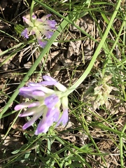 Astragalus laxmannii robustior