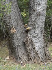 Populus fremontii fremontii