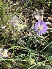 Astragalus laxmannii robustior