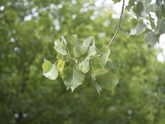 Populus fremontii fremontii