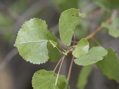 Populus fremontii fremontii